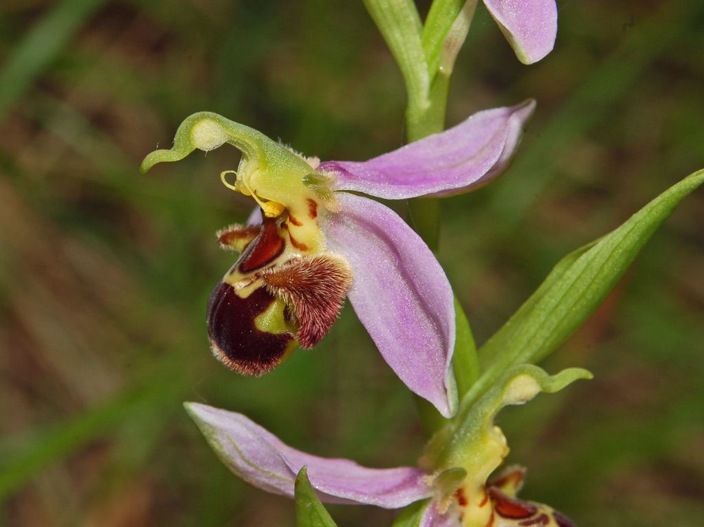 Ophrys apifera?